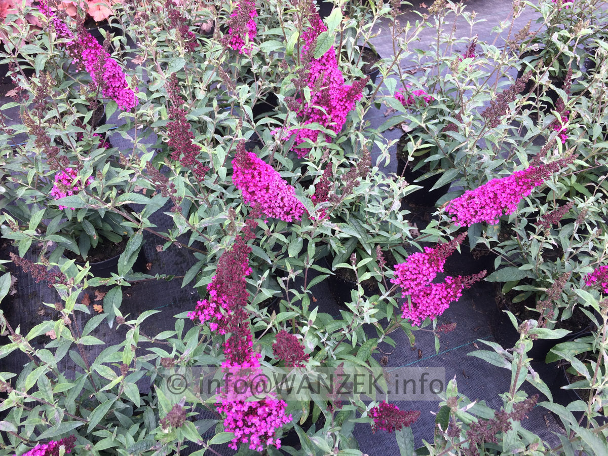 Buddleja BUZZ Magenta Improved.JPG
